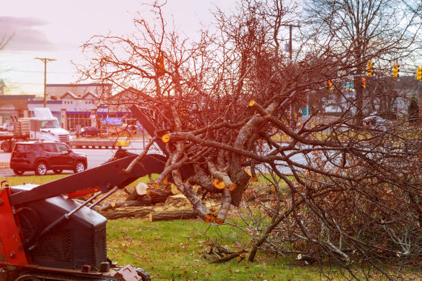 How Our Tree Care Process Works  in  Burwell, NE