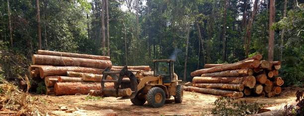 How Our Tree Care Process Works  in  Burwell, NE